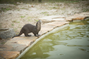 Florida Everglades Otters