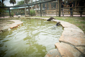 Otter exhibit in the Florida Everglades