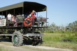 Swamp Buggy in the Florida Everglades