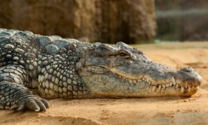 Crocodile in Florida Everglades