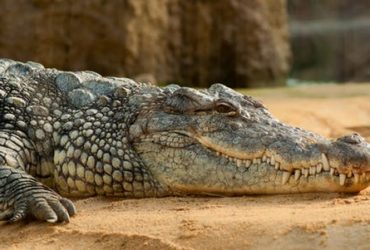 Crocodile in Florida Everglades