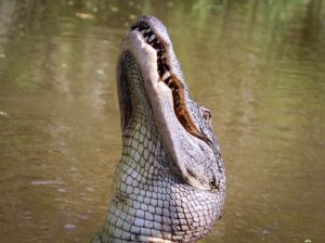 Gator in the Florida Everglades