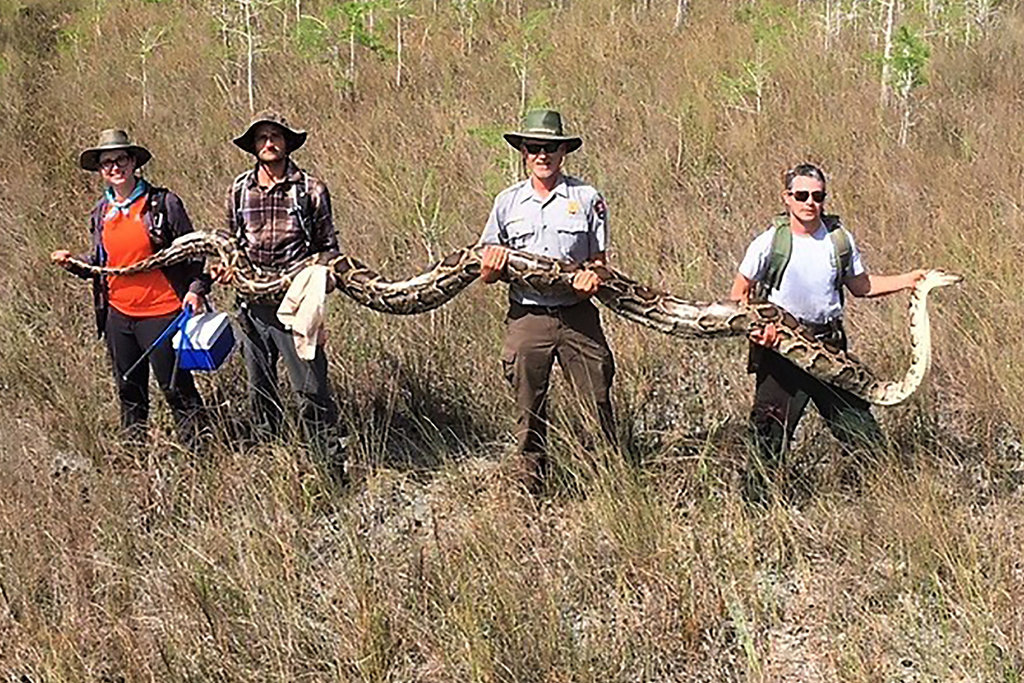Pythons in the Florida Everglades