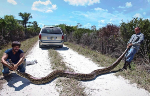 nonnative pythons invading the Everglades